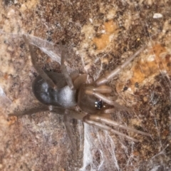 Gnaphosidae (family) at Bruce, ACT - 10 Jul 2024