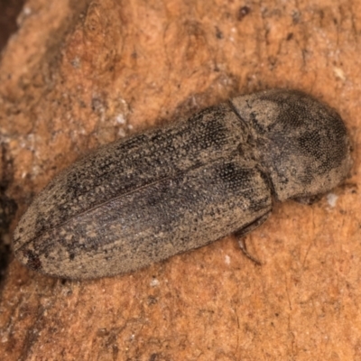 Unidentified Click beetle (Elateridae) at Bruce, ACT - 10 Jul 2024 by kasiaaus