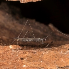 Empicoris sp. (genus) (Thread-legged assassin bug) at Bruce, ACT - 10 Jul 2024 by kasiaaus