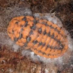 Monophlebulus sp. (genus) (Giant Snowball Mealybug) at Bruce, ACT - 10 Jul 2024 by kasiaaus