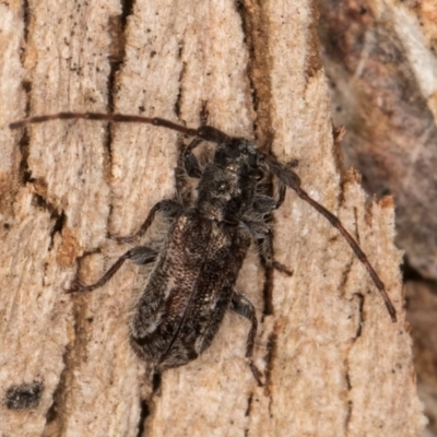 Unidentified Longhorn beetle (Cerambycidae) at Bruce, ACT - 10 Jul 2024 by kasiaaus