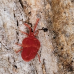 Trombidiidae (family) at Bruce, ACT - 10 Jul 2024 10:59 AM