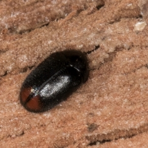 Eurhopalus sp. (genus) at Bruce, ACT - 10 Jul 2024