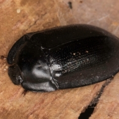 Pterohelaeus striatopunctatus (Darkling beetle) at Bruce, ACT - 10 Jul 2024 by kasiaaus