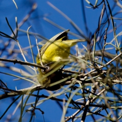 Acanthiza nana (Yellow Thornbill) at Coopernook, NSW - 12 Jun 2024 by KorinneM