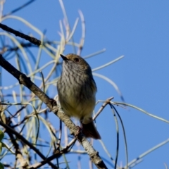 Acanthiza pusilla (Brown Thornbill) at Coopernook, NSW - 12 Jun 2024 by KorinneM