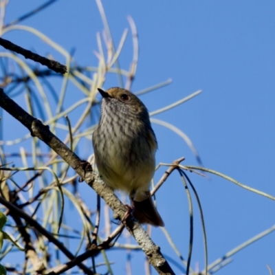 Acanthiza pusilla (Brown Thornbill) at Coopernook, NSW - 12 Jun 2024 by KorinneM