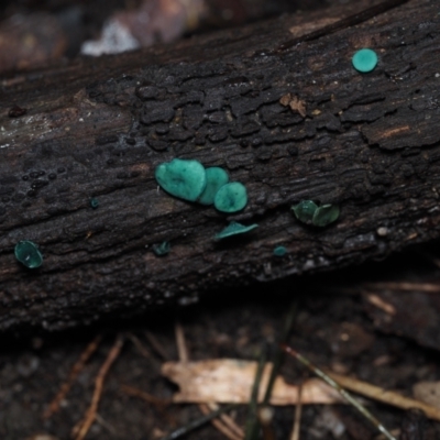 Chlorociboria species (Green Stain Elf Cups) at Dalmeny, NSW - 10 Jul 2024 by Bushrevival