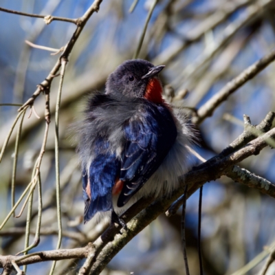 Dicaeum hirundinaceum (Mistletoebird) at Coopernook, NSW - 12 Jun 2024 by KorinneM