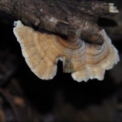 Trametes versicolor (Turkey Tail) at Dalmeny, NSW - 10 Jul 2024 by Bushrevival