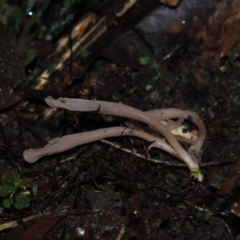 Clavulina sp. at Dalmeny, NSW - 10 Jul 2024 by Bushrevival