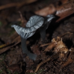 zz agaric (stem; gills white/cream) at Dalmeny, NSW - 10 Jul 2024 by Bushrevival