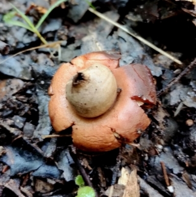 Geastrum sp. (Geastrum sp.) at Bodalla, NSW - 10 Jul 2024 by Teresa