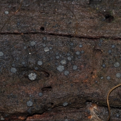 Mollisia sp. at Dalmeny, NSW - 10 Jul 2024 by Bushrevival