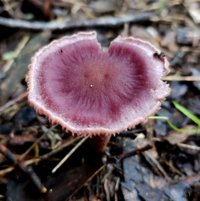 Unverified Cap on a stem; gills below cap [mushrooms or mushroom-like] at Bodalla, NSW - 10 Jul 2024 by Teresa