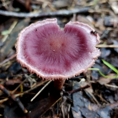 Unidentified Cap on a stem; gills below cap [mushrooms or mushroom-like] at Bodalla, NSW - 10 Jul 2024 by Teresa