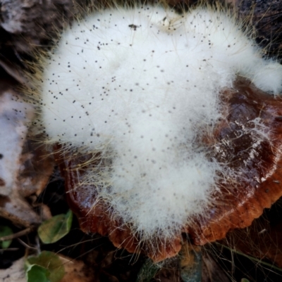 Spinellus sp. at Bodalla, NSW - 10 Jul 2024 by Teresa