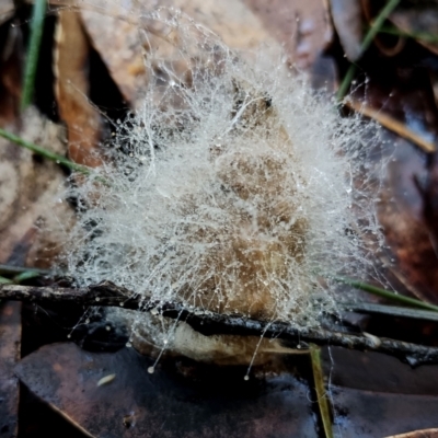 Mucorales (Pin moulds) at Bodalla, NSW - 10 Jul 2024 by Teresa