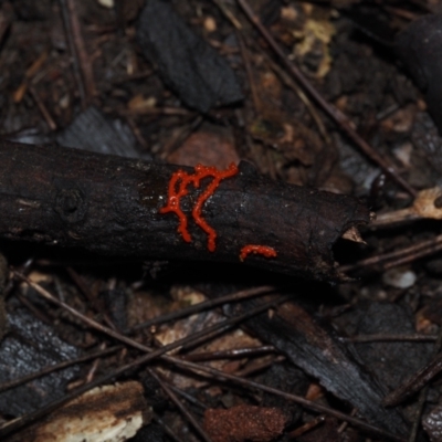 Myxomycete-plasmodium(class) (A slime mould) at Dalmeny, NSW - 10 Jul 2024 by Bushrevival