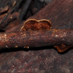 Stereum sp. at Dalmeny, NSW - 10 Jul 2024 by Bushrevival