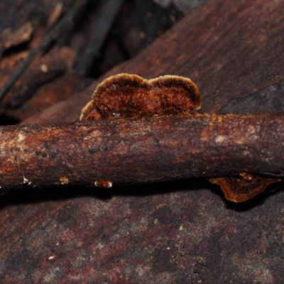 Stereum sp. at Dalmeny, NSW - 10 Jul 2024 by Bushrevival