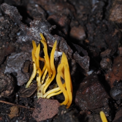 Clavulinopsis amoena at Dalmeny, NSW - 10 Jul 2024 by Bushrevival