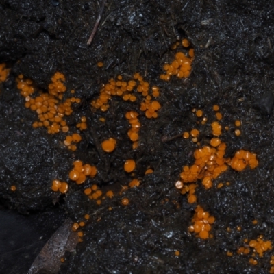 Cheilymenia coprinaria at Dalmeny, NSW - 10 Jul 2024 by Bushrevival