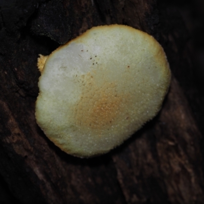 Cyptotrama asprata at Dalmeny, NSW - 10 Jul 2024 by Bushrevival