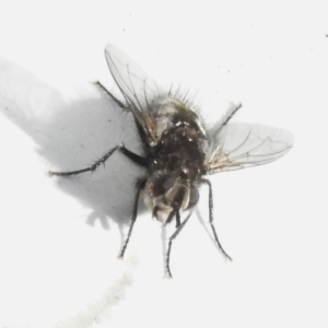 Tachinidae (family) at Rendezvous Creek, ACT - 6 Jul 2024 03:50 PM