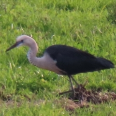 Ardea pacifica (White-necked Heron) at Jamberoo, NSW - 9 Jul 2024 by RobParnell