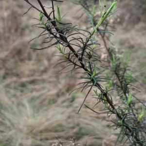 Cassinia quinquefaria at Symonston, ACT - 10 Jul 2024