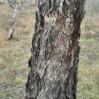 Eucalyptus melliodora (Yellow Box) at Symonston, ACT - 10 Jul 2024 by Venture