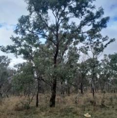 Eucalyptus melliodora at Symonston, ACT - 10 Jul 2024