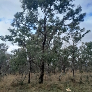 Eucalyptus melliodora at Symonston, ACT - 10 Jul 2024