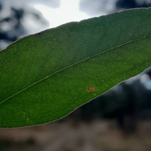 Eucalyptus melliodora at Symonston, ACT - 10 Jul 2024