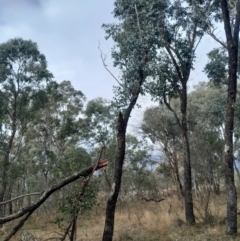 Eucalyptus bridgesiana (Apple Box) at Symonston, ACT - 10 Jul 2024 by Venture