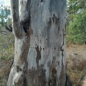 Eucalyptus blakelyi at O'Malley, ACT - 10 Jul 2024 03:00 PM