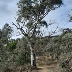 Eucalyptus blakelyi at O'Malley, ACT - 10 Jul 2024 03:00 PM