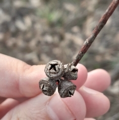 Eucalyptus blakelyi at O'Malley, ACT - 10 Jul 2024 03:00 PM