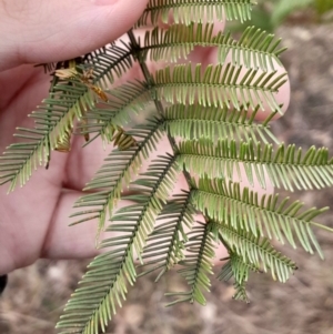 Acacia decurrens at O'Malley, ACT - 10 Jul 2024 03:05 PM