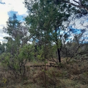 Acacia decurrens at O'Malley, ACT - 10 Jul 2024 03:05 PM