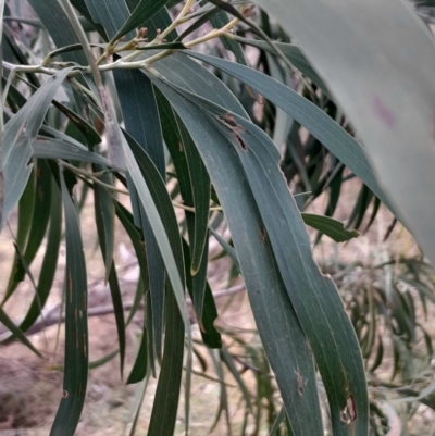 Acacia implexa (Hickory Wattle, Lightwood) at O'Malley, ACT - 10 Jul 2024 by Venture