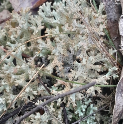 Cladia corallaizon at O'Malley, ACT - 10 Jul 2024 by Venture