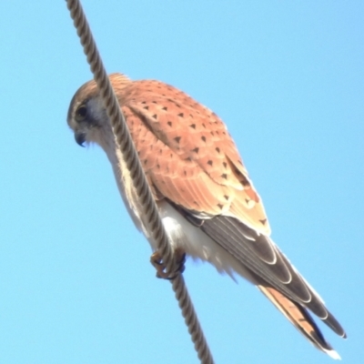 Falco cenchroides (Nankeen Kestrel) at Tharwa, ACT - 6 Jul 2024 by JohnBundock