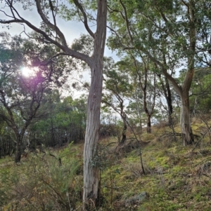 Eucalyptus mannifera at Chapman, ACT - 10 Jul 2024