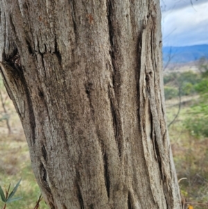 Eucalyptus mannifera at Chapman, ACT - 10 Jul 2024