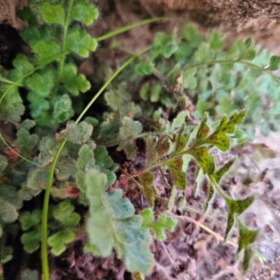 Pleurosorus rutifolius (Blanket Fern) at Chapman, ACT - 10 Jul 2024 by BethanyDunne