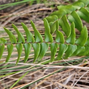 Pellaea calidirupium at Kambah, ACT - 10 Jul 2024 02:46 PM