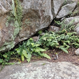 Pellaea calidirupium at Kambah, ACT - 10 Jul 2024 02:46 PM