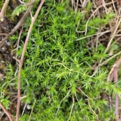 Stellaria pungens (Prickly Starwort) at Kambah, ACT - 10 Jul 2024 by BethanyDunne